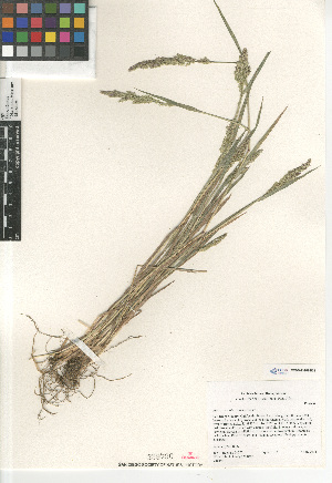  (Agrostis viridis - CCDB-23952-B02)  @11 [ ] CreativeCommons - Attribution Non-Commercial Share-Alike (2015) SDNHM San Diego Natural History Museum