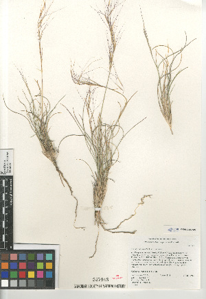  (Aristida purpurea - CCDB-23952-C03)  @11 [ ] CreativeCommons - Attribution Non-Commercial Share-Alike (2015) SDNHM San Diego Natural History Museum