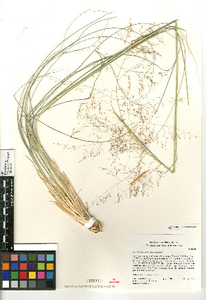  ( - CCDB-23952-C12)  @11 [ ] CreativeCommons - Attribution Non-Commercial Share-Alike (2015) SDNHM San Diego Natural History Museum