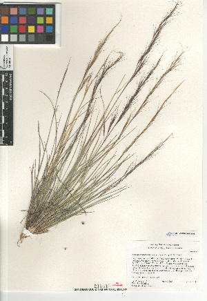  (Aristida purpurea nealleyi - CCDB-23952-D03)  @11 [ ] CreativeCommons - Attribution Non-Commercial Share-Alike (2015) SDNHM San Diego Natural History Museum