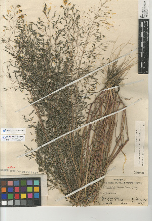  (Eragrostis mexicana - CCDB-23952-D07)  @11 [ ] CreativeCommons - Attribution Non-Commercial Share-Alike (2015) SDNHM San Diego Natural History Museum
