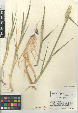  (Hordeum vulgare - CCDB-23952-D09)  @11 [ ] CreativeCommons - Attribution Non-Commercial Share-Alike (2015) SDNHM San Diego Natural History Museum