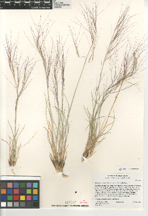  (Aristida purpurea longiseta - CCDB-23952-E03)  @11 [ ] CreativeCommons - Attribution Non-Commercial Share-Alike (2015) SDNHM San Diego Natural History Museum
