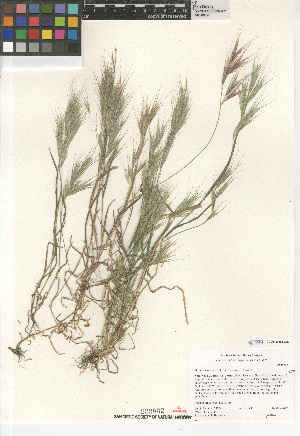  (Bromus madritensis - CCDB-23952-E05)  @11 [ ] CreativeCommons - Attribution Non-Commercial Share-Alike (2015) SDNHM San Diego Natural History Museum