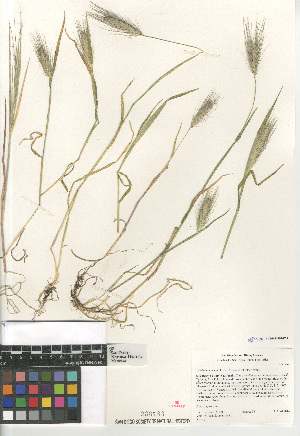  (Hordeum murinum leporinum - CCDB-23952-E09)  @11 [ ] CreativeCommons - Attribution Non-Commercial Share-Alike (2015) SDNHM San Diego Natural History Museum