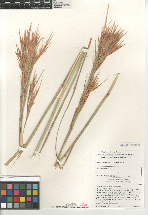  (Andropogon glomeratus - CCDB-23952-F03)  @11 [ ] CreativeCommons - Attribution Non-Commercial Share-Alike (2015) SDNHM San Diego Natural History Museum