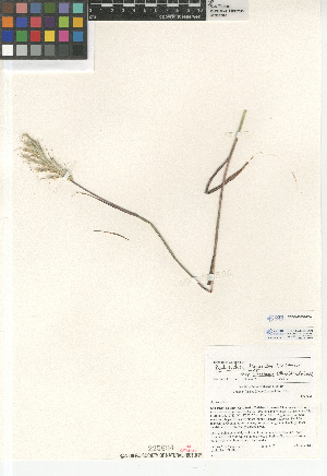  (Bothriochloa laguroides - CCDB-23952-F04)  @11 [ ] CreativeCommons - Attribution Non-Commercial Share-Alike (2015) SDNHM San Diego Natural History Museum