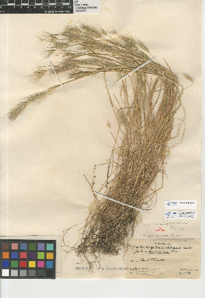  (Hordeum marinum gussoneanum - CCDB-23952-F09)  @11 [ ] CreativeCommons - Attribution Non-Commercial Share-Alike (2015) SDNHM San Diego Natural History Museum