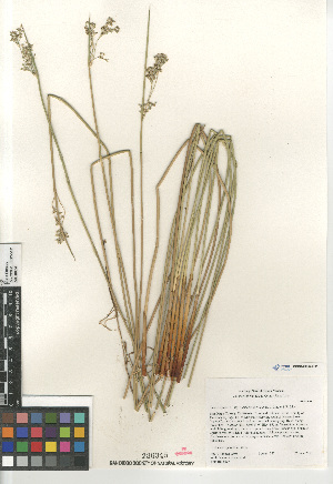  (Juncus effusus austrocalifornicus - CCDB-23952-G01)  @11 [ ] CreativeCommons - Attribution Non-Commercial Share-Alike (2015) SDNHM San Diego Natural History Museum
