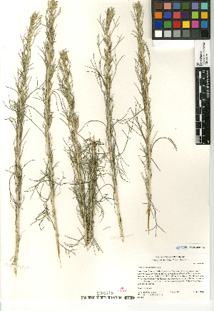  (Artemisia californica - CCDB-23964-A03)  @11 [ ] CreativeCommons - Attribution Non-Commercial Share-Alike (2015) SDNHM San Diego Natural History Museum