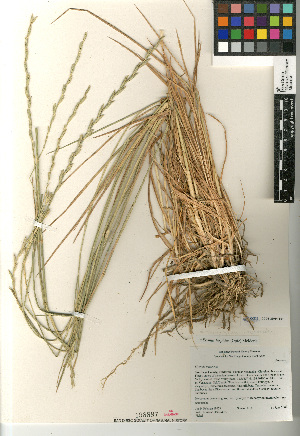  (Elymus hispidus - CCDB-23964-B01)  @11 [ ] CreativeCommons - Attribution Non-Commercial Share-Alike (2015) SDNHM San Diego Natural History Museum