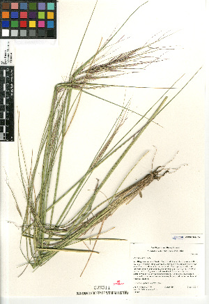  (Stipa pulchra - CCDB-23964-D01)  @11 [ ] CreativeCommons - Attribution Non-Commercial Share-Alike (2015) SDNHM San Diego Natural History Museum