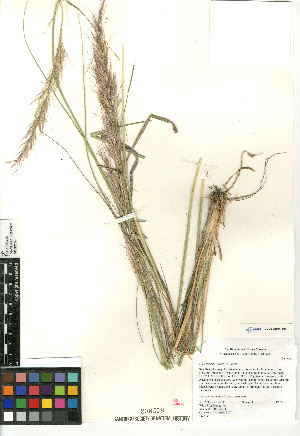  (Stipa parishii - CCDB-23964-E01)  @11 [ ] CreativeCommons - Attribution Non-Commercial Share-Alike (2015) SDNHM San Diego Natural History Museum