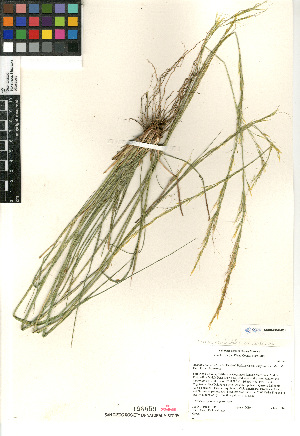  (Stipa occidentalis californica - CCDB-23964-F01)  @11 [ ] CreativeCommons - Attribution Non-Commercial Share-Alike (2015) SDNHM San Diego Natural History Museum