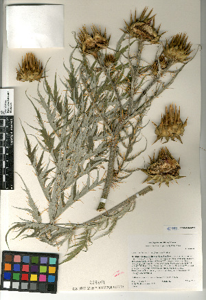  (Cynara cardunculus - CCDB-23964-F05)  @11 [ ] CreativeCommons - Attribution Non-Commercial Share-Alike (2015) SDNHM San Diego Natural History Museum