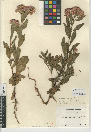  (Pluchea odorata - CCDB-23964-F09)  @11 [ ] CreativeCommons - Attribution Non-Commercial Share-Alike (2015) SDNHM San Diego Natural History Museum