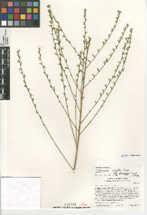  (Stephanomeria virgata pleurocarpa - CCDB-23964-F11)  @11 [ ] CreativeCommons - Attribution Non-Commercial Share-Alike (2015) SDNHM San Diego Natural History Museum