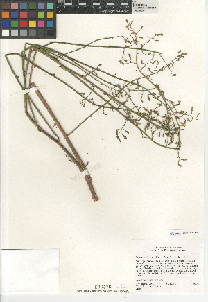  (Stephanomeria exigua - CCDB-23964-G11)  @11 [ ] CreativeCommons - Attribution Non-Commercial Share-Alike (2015) SDNHM San Diego Natural History Museum
