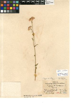  (Erigeron philadelphicus - CCDB-23964-H06)  @11 [ ] CreativeCommons - Attribution Non-Commercial Share-Alike (2015) SDNHM San Diego Natural History Museum
