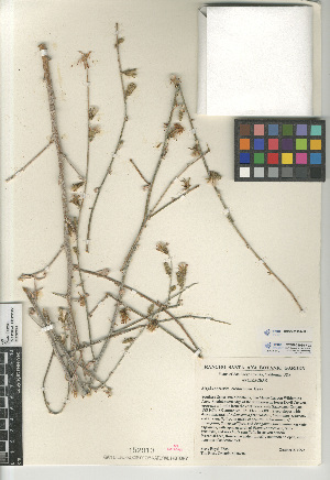  (Stephanomeria cichoriacea - CCDB-23964-H11)  @11 [ ] CreativeCommons - Attribution Non-Commercial Share-Alike (2015) SDNHM San Diego Natural History Museum
