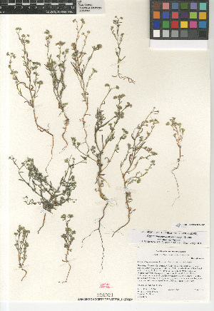  (Cryptantha pterocarya - CCDB-24804-A03)  @11 [ ] CreativeCommons - Attribution Non-Commercial Share-Alike (2015) SDNHM San Diego Natural History Museum