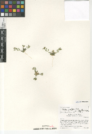  (Draba cuneifolia integrifolia - CCDB-24804-B08)  @11 [ ] CreativeCommons - Attribution Non-Commercial Share-Alike (2015) SDNHM San Diego Natural History Museum