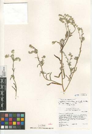  (Cryptantha nevadensis - CCDB-24804-C03)  @11 [ ] CreativeCommons - Attribution Non-Commercial Share-Alike (2015) SDNHM San Diego Natural History Museum