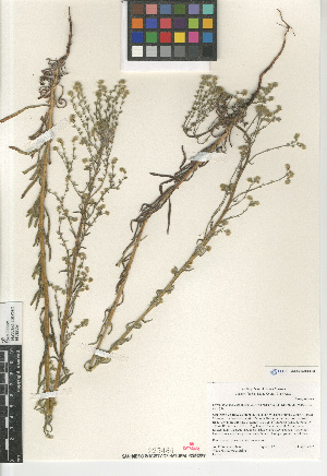  (Cryptantha muricata jonesii - CCDB-24804-E03)  @11 [ ] CreativeCommons - Attribution Non-Commercial Share-Alike (2015) SDNHM San Diego Natural History Museum