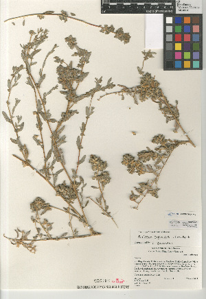  (Atriplex crassipes - CCDB-24804-F12)  @11 [ ] CreativeCommons - Attribution Non-Commercial Share-Alike (2015) SDNHM San Diego Natural History Museum