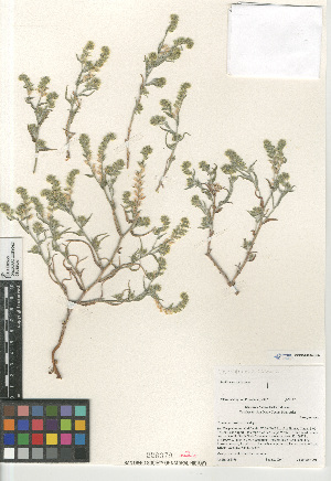 (Cryptantha costata - CCDB-24804-G05)  @11 [ ] CreativeCommons - Attribution Non-Commercial Share-Alike (2015) SDNHM San Diego Natural History Museum