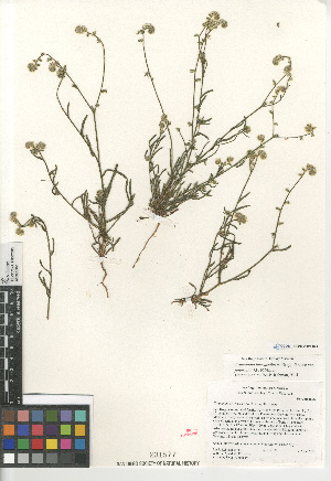  (Cryptantha intermedia johnstonii - CCDB-24804-H03)  @11 [ ] CreativeCommons - Attribution Non-Commercial Share-Alike (2015) SDNHM San Diego Natural History Museum
