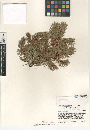  (Pseudotsuga macrocarpa - CCDB-24906-A08)  @11 [ ] CreativeCommons - Attribution Non-Commercial Share-Alike (2015) SDNHM San Diego Natural History Museum