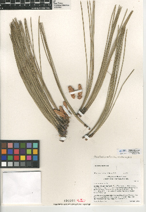  (Pinus torreyana - CCDB-24906-B08)  @11 [ ] CreativeCommons - Attribution Non-Commercial Share-Alike (2015) SDNHM San Diego Natural History Museum