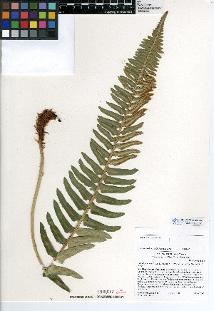  (Polystichum imbricans - CCDB-24906-D03)  @11 [ ] CreativeCommons - Attribution Non-Commercial Share-Alike (2015) SDNHM San Diego Natural History Museum