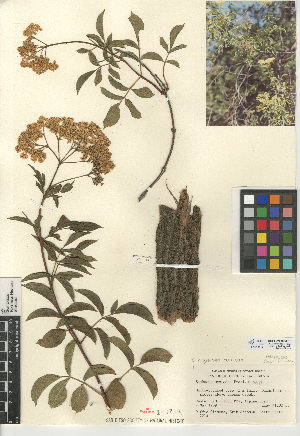  (Sambucus nigra subsp. caerulea - CCDB-24906-E10)  @11 [ ] CreativeCommons - Attribution Non-Commercial Share-Alike (2015) SDNHM San Diego Natural History Museum