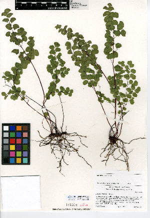  (Adiantum jordanii - CCDB-24906-F04)  @11 [ ] CreativeCommons - Attribution Non-Commercial Share-Alike (2015) SDNHM San Diego Natural History Museum