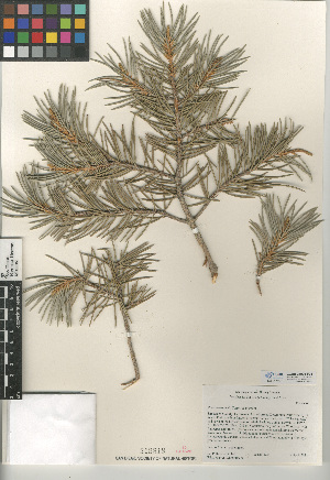  (Pinus monophylla - CCDB-24906-F08)  @11 [ ] CreativeCommons - Attribution Non-Commercial Share-Alike (2015) SDNHM San Diego Natural History Museum