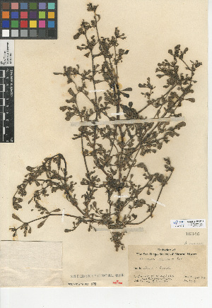  (Sesuvium verrucosum - CCDB-24906-F12)  @11 [ ] CreativeCommons - Attribution Non-Commercial Share-Alike (2015) SDNHM San Diego Natural History Museum
