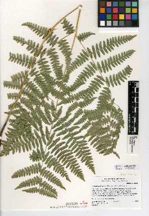  (Pteridium aquilinum var. pubescens - CCDB-24906-H03)  @11 [ ] CreativeCommons - Attribution Non-Commercial Share-Alike (2015) SDNHM San Diego Natural History Museum