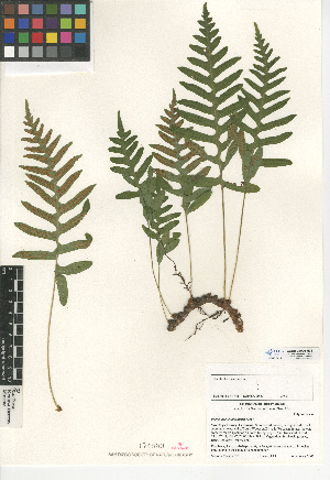 (Polypodium californicum - CCDB-24906-H04)  @11 [ ] CreativeCommons - Attribution Non-Commercial Share-Alike (2015) SDNHM San Diego Natural History Museum