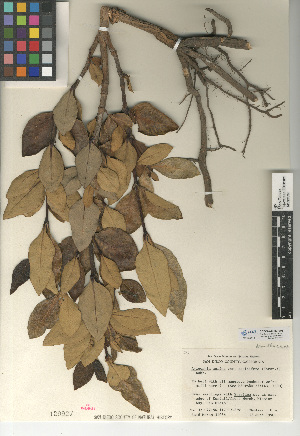  (Avicennia marina var. resinifera - CCDB-24906-H10)  @11 [ ] CreativeCommons - Attribution Non-Commercial Share-Alike (2015) SDNHM San Diego Natural History Museum