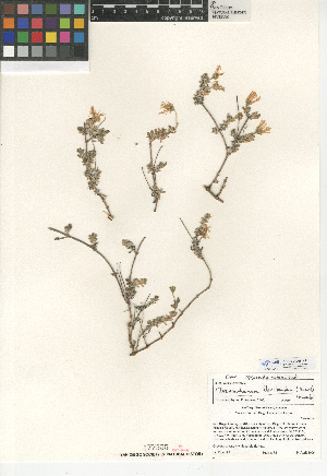  (Drosanthemum floribundum - CCDB-24906-H11)  @11 [ ] CreativeCommons - Attribution Non-Commercial Share-Alike (2015) SDNHM San Diego Natural History Museum
