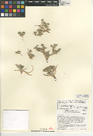  (Eryngium aristulatum - CCDB-24907-A05)  @11 [ ] CreativeCommons - Attribution Non-Commercial Share-Alike (2015) SDNHM San Diego Natural History Museum