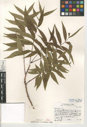  (Pistacia chinensis - CCDB-24907-C02)  @11 [ ] CreativeCommons - Attribution Non-Commercial Share-Alike (2015) SDNHM San Diego Natural History Museum