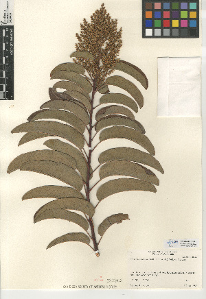  (Malosma laurina - CCDB-24907-D02)  @11 [ ] CreativeCommons - Attribution Non-Commercial Share-Alike (2015) SDNHM San Diego Natural History Museum
