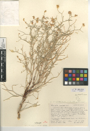  (Apodanthaceae - CCDB-24907-G11)  @11 [ ] CreativeCommons - Attribution Non-Commercial Share-Alike (2015) SDNHM San Diego Natural History Museum