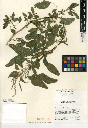  (Amaranthus blitum subsp. emarginatus - CCDB-24907-H01)  @11 [ ] CreativeCommons - Attribution Non-Commercial Share-Alike (2015) SDNHM San Diego Natural History Museum
