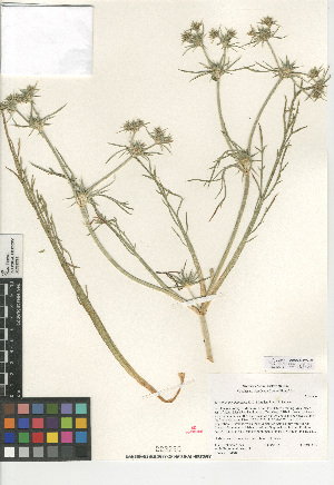  (Eryngium pendletonense - CCDB-24907-H06)  @11 [ ] CreativeCommons - Attribution Non-Commercial Share-Alike (2015) SDNHM San Diego Natural History Museum