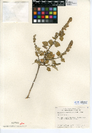  (Ambrosia chenopodiifolia - CCDB-24908-A01)  @11 [ ] CreativeCommons - Attribution Non-Commercial Share-Alike (2015) SDNHM San Diego Natural History Museum
