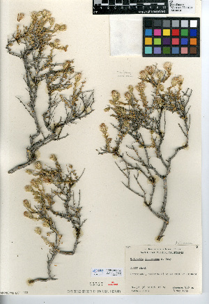  (Brickellia frutescens - CCDB-24908-A07)  @11 [ ] CreativeCommons - Attribution Non-Commercial Share-Alike (2015) SDNHM San Diego Natural History Museum